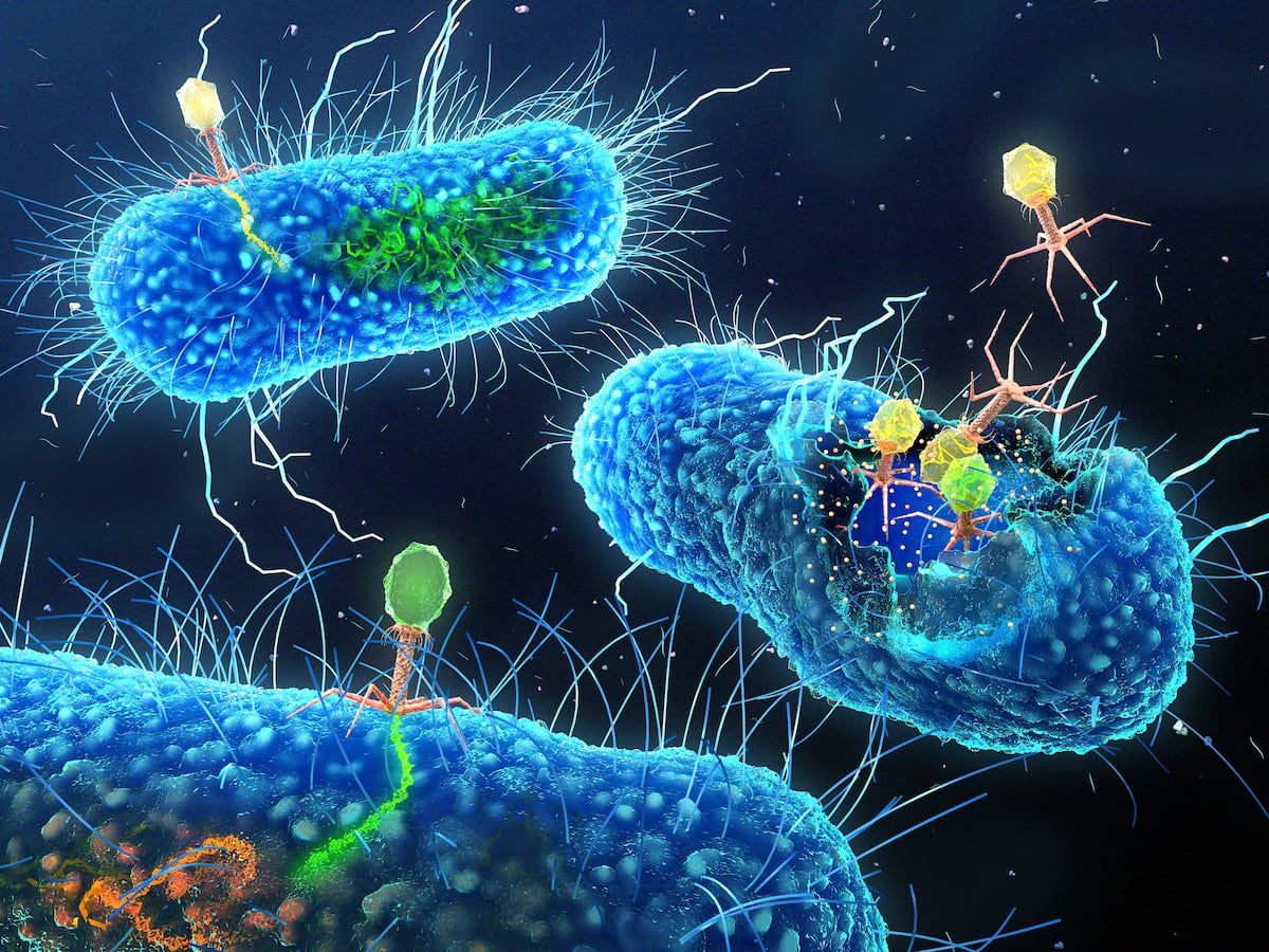 The Phageome: The Hidden Kingdom in the Gut | Health and Wellness