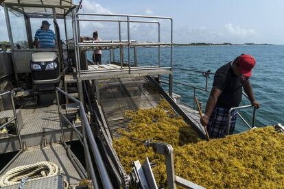 Trabajadores recogen sargazo frente a la costa de Puerto Morelos.