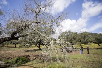 Dehesa de Huelva cedida por la falta de rentabilidad y por la incapacidad de afrontar el proceso de seca.