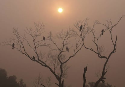 Pájaros descansan sobre las ramas de un árbol seco entre la neblina al amanecer en Nueva Delhi, India.