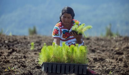 La empresa resinera mexicana Ejido verde asegura plantar un promedio de 6.000 pinos diarios. 