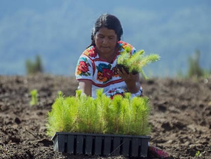 La empresa resinera mexicana Ejido verde asegura plantar un promedio de 6.000 pinos diarios. 