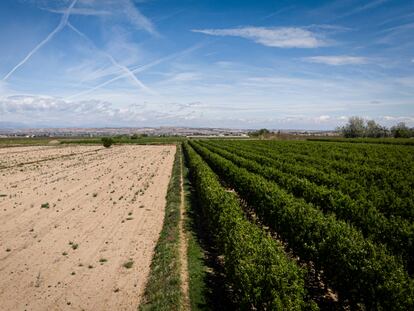 Cierra por la sequía el grifo del Canal d'Urgell, la gran obra hidraúlica de Cataluña imprescindible para el principal vivero de frutas y cereales de Cataluña, ya que baña a 76.000 hectáreas de cinco comarcas.