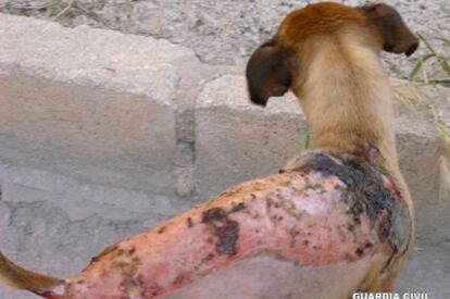 Imagen de las quemaduras que sufre el perro de Pinoso (Alicante).