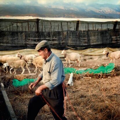 Almería estaba en los años setenta en la cola de las provincias españolas por renta. En dos décadas los agricultores han pasado del asno al Mercedes. 'Plástico hasta la cocina, no hay sitio para más', dice el viejo agricultor Andrés Fornieles (en la imagen).