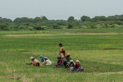 En Andhra Pradesh, el 9,2% de la población vive bajo el umbral de la pobreza y sólo la mitad tiene acceso a letrinas. Las mujeres que trabajan en el campo se quejan del desgaste físico, como Nagamma, de 38 años, que acaba tan cansada que hasta le da fiebre, asegura.