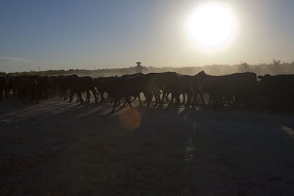 Campesinos trasladan al ganado vacuno en la provincia de Córdoba (Argentina).