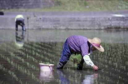 Una agricultora planta arroz en un arrozal en la prefectura de Fukushima (Japón). EFE/Archivo