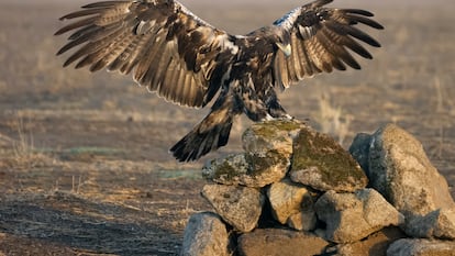 Spanish imperial eagle, Aquila adalberti, single bird in flight, Spain, September 2023