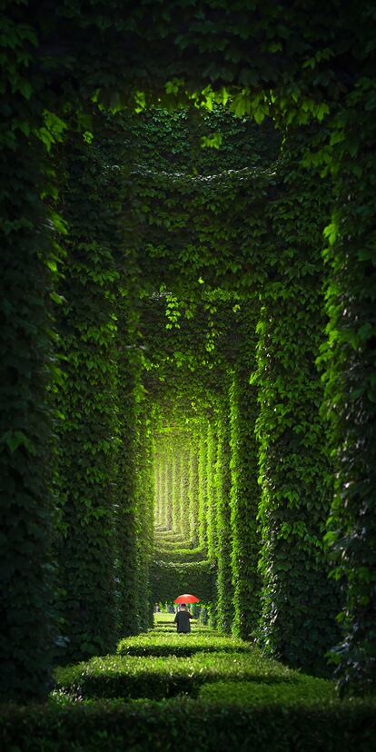 'The Jungle in the City' muestra un paisaje natural dentro de la metrópolis china de Chengdú. La ciudad fue la capital del reino Shu en el siglo IV a.C. y alberga la Base de Investigación de Crianza de Pandas Gigantes. La imagen ha sido galardonada con el primer premio en la categoría Imagen Vertical de la 15ª edición de los Pano Awards 2024. 