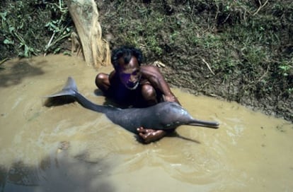 El delta del Ganges alberga una de las cuatro poblaciones en el mundo del delfín de agua dulce. Ahora el gobierno de Bangladesh quiere protegerlos estableciendo tres áreas en los Sundarbans como santuarios.