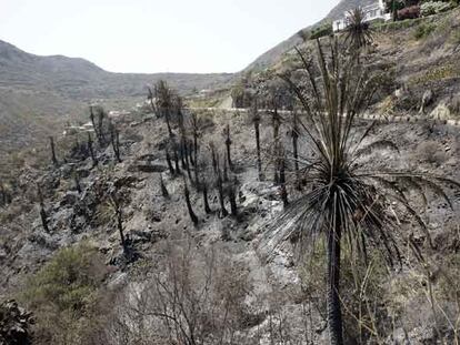 Estado en el que quedaron los alrededores de Masca (Tenerife) tras el incendio.