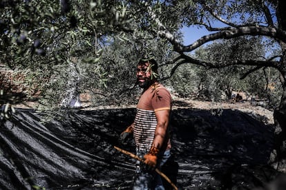 Mohamed Saed Al Hasan picks olives in a field in Salfit, West Bank, on November 6.