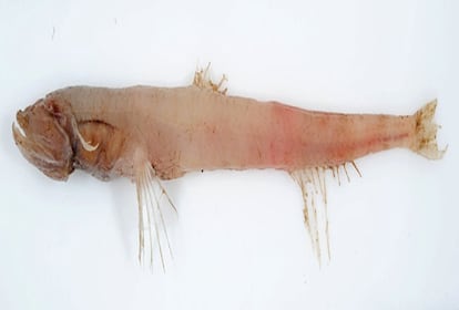 El segundo espécimen que se halló fue este pez largo pez, denominado 'Bathymicrops brevyanalis' -'Bathymicrops' debido a su pequeño y profundo ojo, y 'breveanalis' por su pequeño ano-, pertenece a la misma familia que el pez trípode.