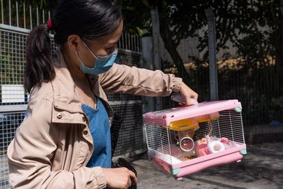 Una mujer lleva su master al centro de gestión animal Sha Tin, este miércoles.
