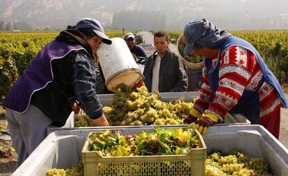 Un grupo de trabajadores chilenos, en plena vendimia.