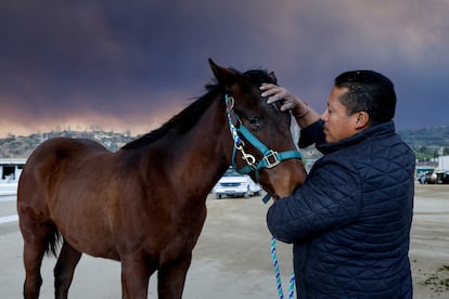 Bardo Calvo calma a un caballo mientras se evacuan animales grandes en el Centro Ecuestre de Los ?ngeles en Burbank, California.