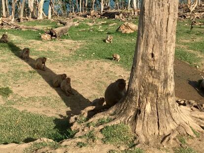 Donde cabía uno, ahora caben siete. Antes del huracán, una imagen así, con varios macacos compartiendo la sombra de un tronco, no era nada habitual.