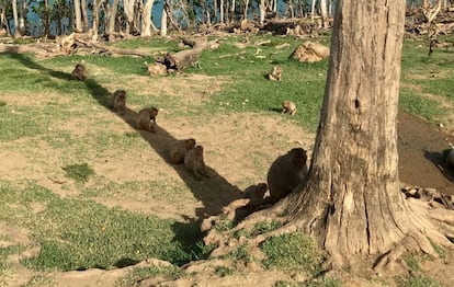 Monos aumentaron la esperanza de vida tras el huracán María