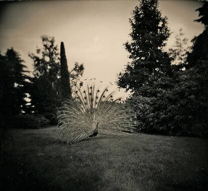 Esta selección de fotografías forma parte de la exposición Small Things in Silence, que se inaugura en la galería EspacioFoto de Madrid el próximo 17 de septiembre.