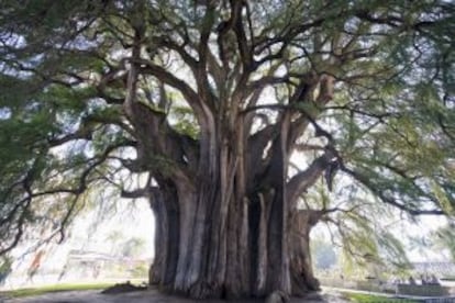 El Árbol de Tule, en el estado de Oaxaca (México).