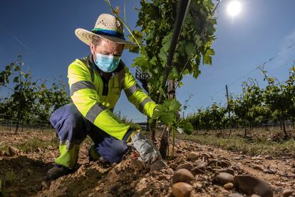 Un hombre supervisa las viñas del Grupo Yllera en Rueda.