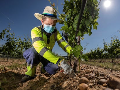 Un hombre supervisa las viñas del Grupo Yllera en Rueda.