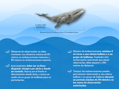 Observación responsable de ballenas