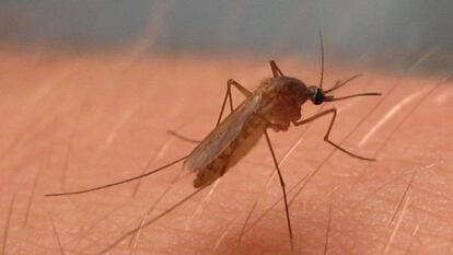 Un mosquito 'culex perexiguus', transmisor del virus del Nilo Occidental.