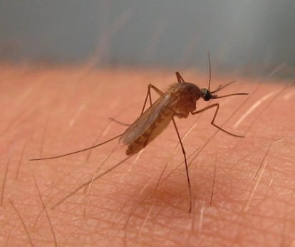 Un mosquito 'culex perexiguus', transmisor del virus del Nilo Occidental.