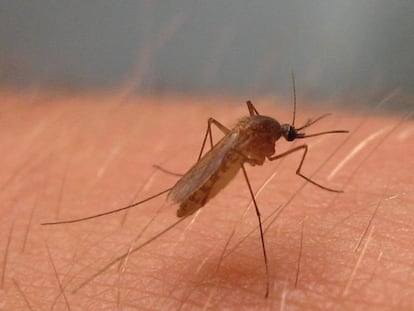 Un mosquito 'culex perexiguus', transmisor del virus del Nilo Occidental.
