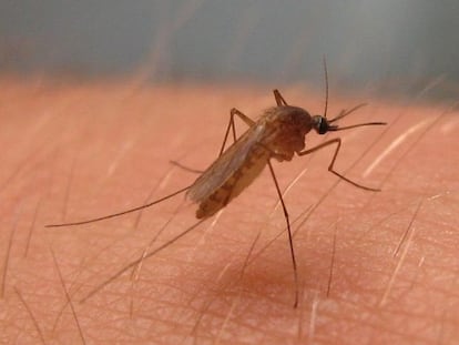 El mosquito llamado 'Culex pipiens' vector del virus del Nilo Occidental.