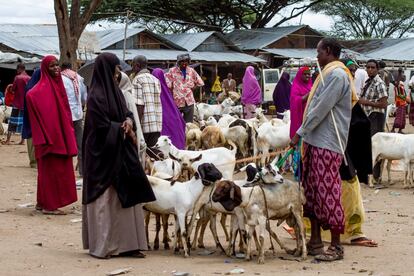 En los mercados de Dadaab se realizan actividades comerciales informales como la compra y venta de alimentos o de ganado. Desde que el Gobierno de Kenia suspendió la licencia a 13 empresas de envío de dinero, los refugiados tienen dificultades económicas, ya que en gran parte dependían de las remesas que les enviaban sus parientes reasentados en países ricos.