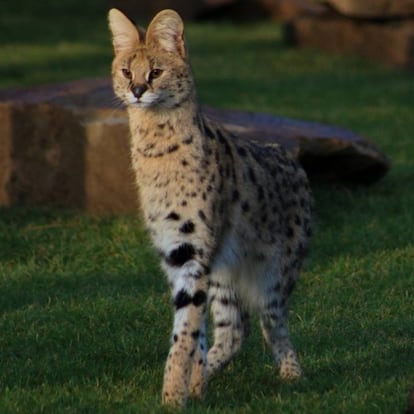 El serval que falleció en Sitges tras desaparecer de casa de sus propietarios.