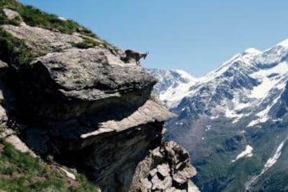 Un rebeco y un íbice en el parque nacional de Gran Paradiso, en el Valle de Aosta (Italia).