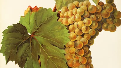 Ilustración de un racimo de uvas de la variedad turruntés realizado por J. Troncy.