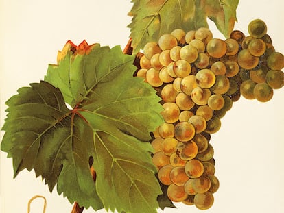 Ilustración de un racimo de uvas de la variedad turruntés realizado por J. Troncy