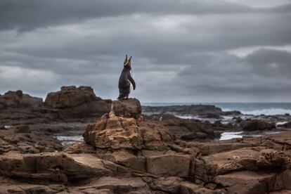 Un pingüino ojigualdo, <i>Megadyptes antipodes,</i> en el sureste de Nueva Zelanda.