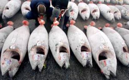 Expertos y organizaciones ecologistas advirtieron de los riesgos de la pesca excesiva del atn en las aguas del Pacfico durante una conferencia en Manila a la que asisten delegados de 40 naciones. EFE/Archivo