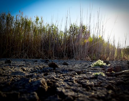 En Parla, al sur de Madrid, está un descampado con zonas en donde la tierra del suelo se rompe debido a la falta de agua.