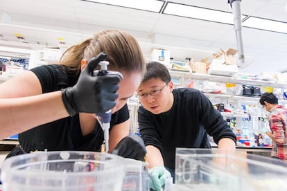 Feng Zhang trabaja en su laboratorio junto a la estudiante Silvana Konermann.