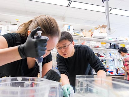 Feng Zhang trabalha em seu laboratório com a estudante Silvana Konermann.