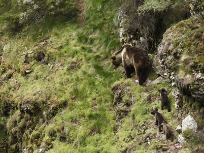 Vilula, un ejemplar hembra de oso pardo cantábrico, con sus tres pequeñas crías en el Parque Natural de Somiedo.