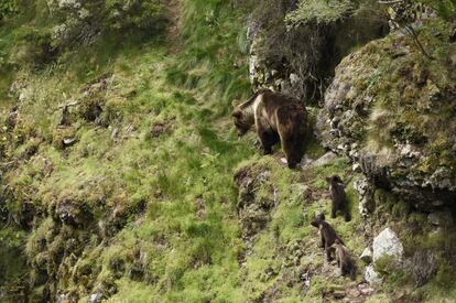 Vilula, un ejemplar hembra de oso pardo cantábrico, con sus tres pequeñas crías en el Parque Natural de Somiedo.