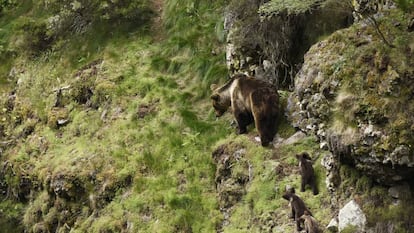 Vilula, un ejemplar hembra de oso pardo cantábrico, con sus tres pequeñas crías en el Parque Natural de Somiedo.