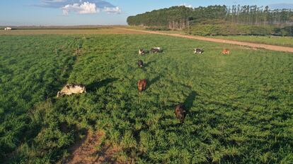 Brazil’s sustainable agriculture formula to combat deforestation and generate more income