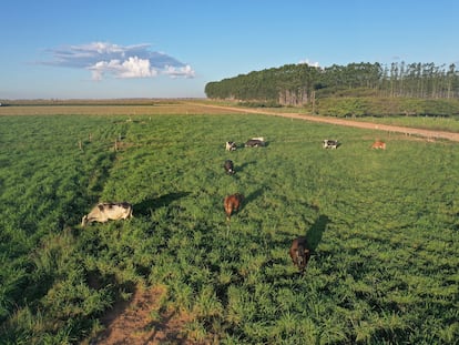 La fórmula Brasil de agropecuaria sostenible para combatir la deforestación y ganar más dinero