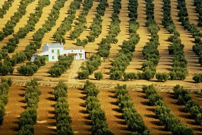 Paisaje de olivares cerca de Montoro (Córdoba).