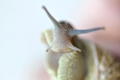 Los ejemplares de la granja de Conejo son de la especie 'Helix aspersa', el caracol común de jardín. 
