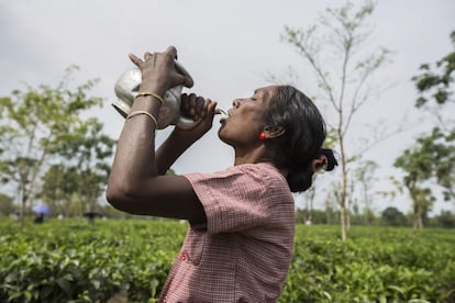 Una recolectora bebe durante una pausa del trabajo en Mogulkata Tea Estate, en la región Dooars. El agua potable, que debe ser proporcionada por las empresas, es uno de los problemas más comunes en las plantaciones de té . Como resultado de su mala calidad, la fiebre, la diarrea y los dolores abdominales están muy extendidos entre los trabajadores.